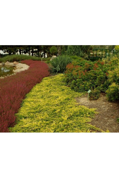 Ялівець горизонтальний Голден Карпет в ландшафтному дизайні